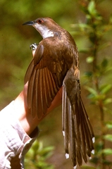 Coccyzus erythropthalmus