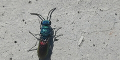 Chrysis terminata