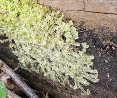 Geocalyx graveolens
