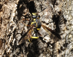 Sphiximorpha willistoni