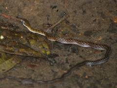 Dendrophidion clarkii