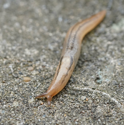 Striped Greenhouse Slug, Sugikubokita 4-Chōme, Ebina, Kanagawa, JP, photo 9 of 10