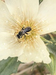 Xeralictus bicuspidariae