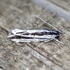 Nemapogon rileyi