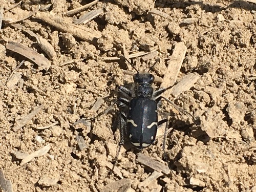 Purple Tiger Beetle