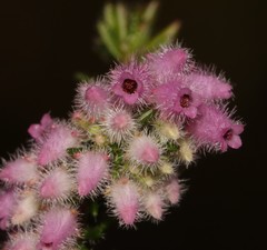 Erica parviflora
