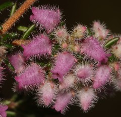 Erica parviflora