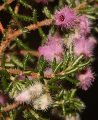 Erica parviflora