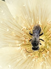 Xeralictus bicuspidariae