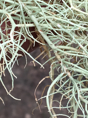 Usnea cornuta