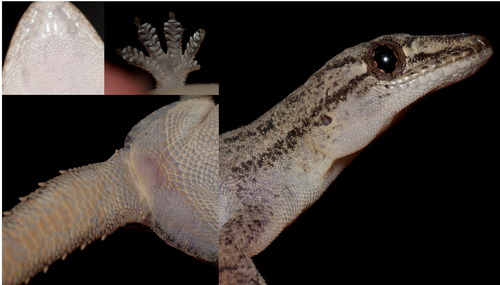 Chichak, Hemidactylus frenatus