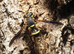 Sphiximorpha willistoni