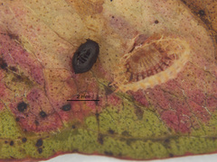 Psyllaephagus gemitus