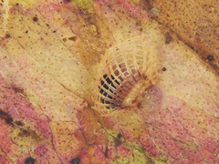 Psyllaephagus gemitus