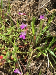 Collinsia sparsiflora