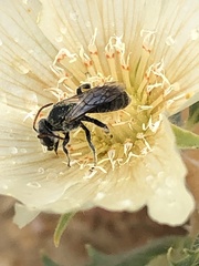 Xeralictus bicuspidariae