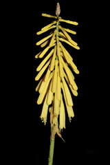 Kniphofia laxiflora, photograph (c) Dr. Alexey Yakovlev, some rights reserved (CC BY)