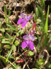 Collinsia sparsiflora