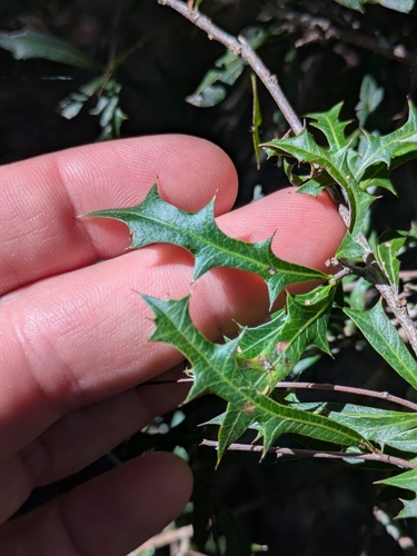 holly bush