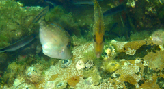 Meuschenia hippocrepis