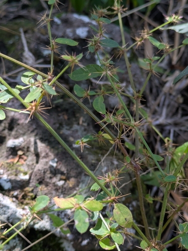 barbwire weed