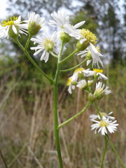 Erigeron vernus