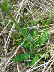 Erigeron vernus