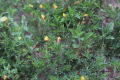 Menodora