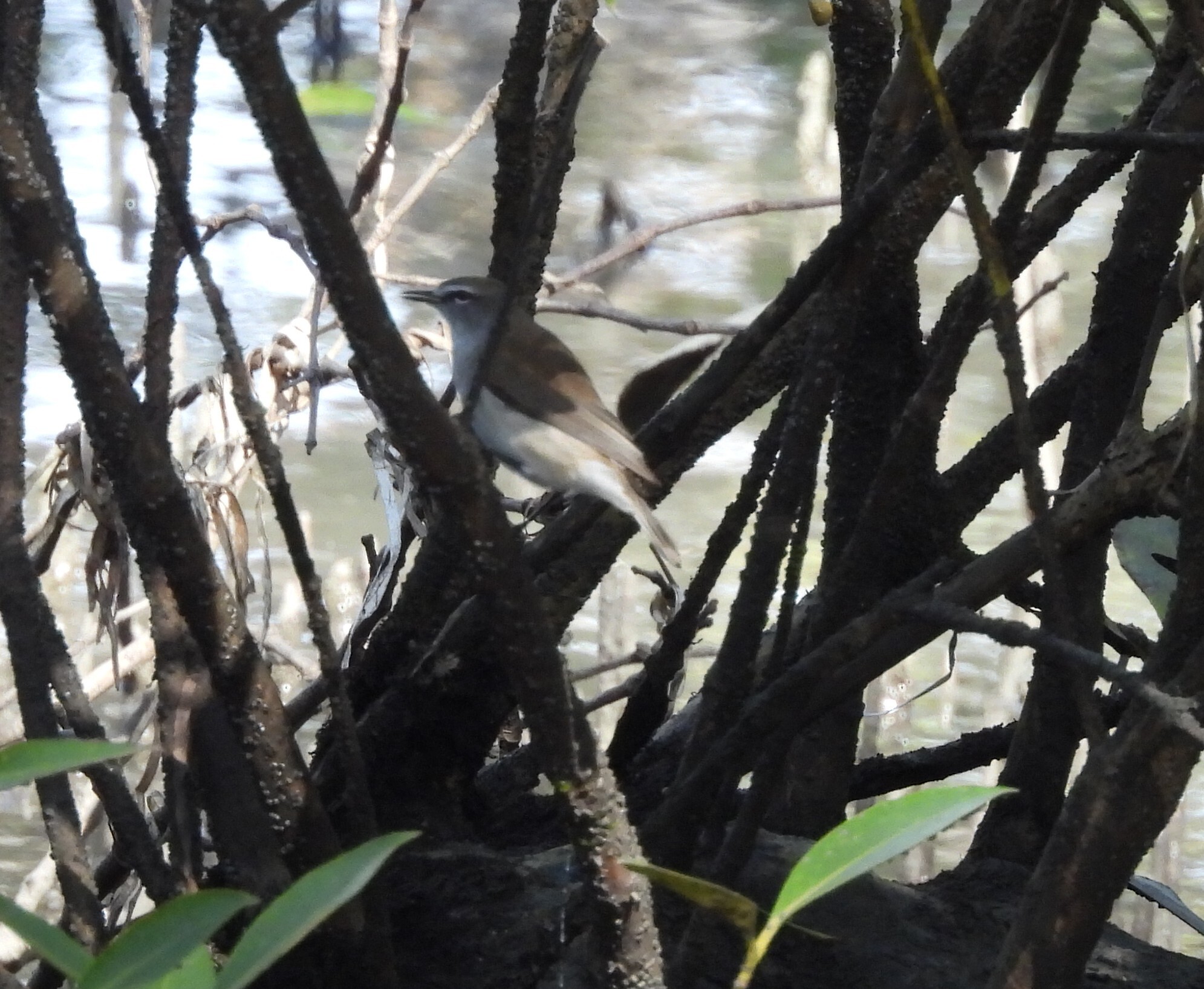 Mangrove Gerygone (Gerygone levigaster), photo 10