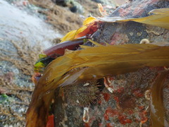 Desmarestia herbacea