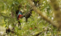 Trogon mexicanus