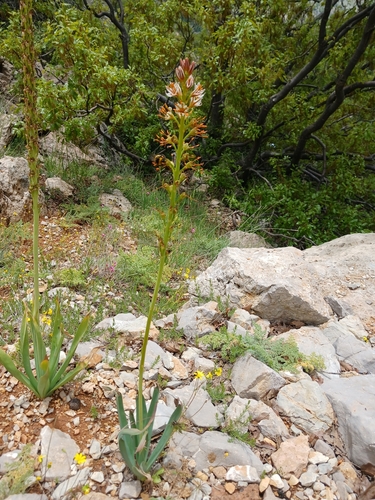 Eremurus spectabilis, photograph 2