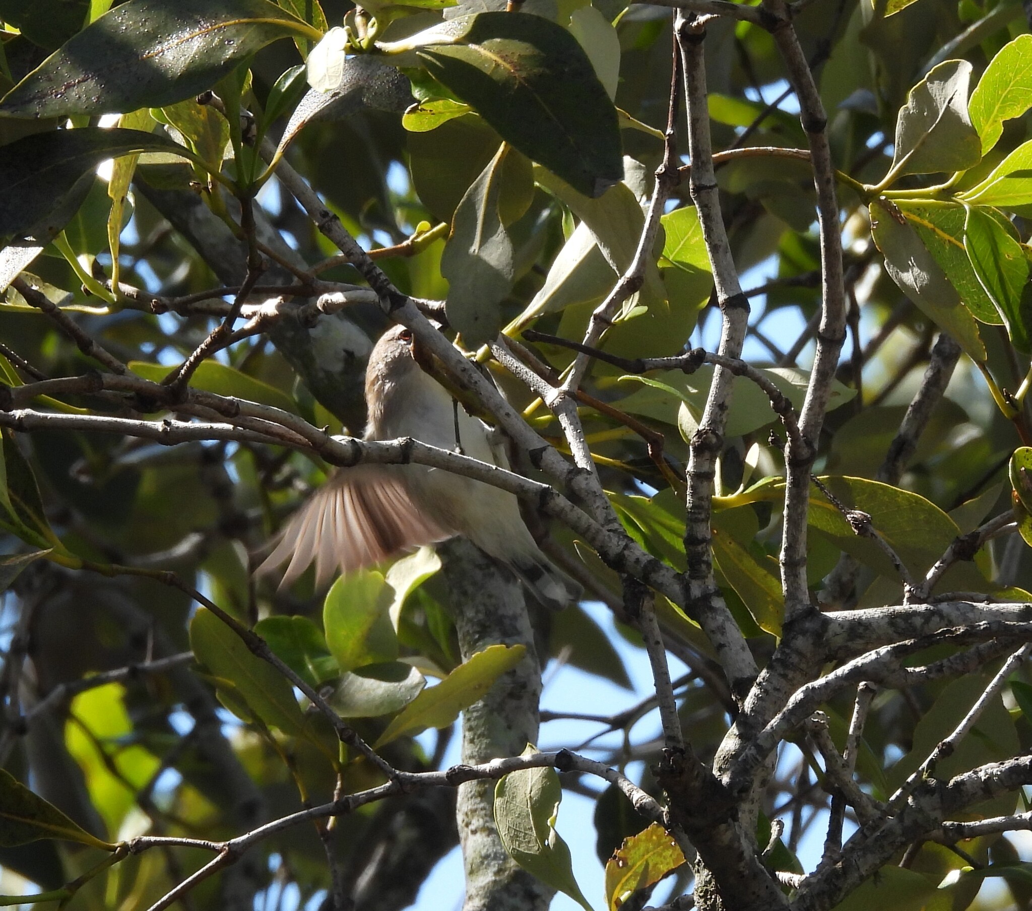 Mangrove Gerygone (Gerygone levigaster), photo 4