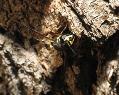 Sphiximorpha willistoni