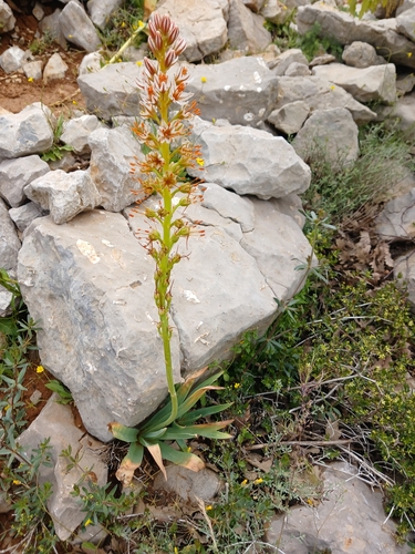 Eremurus spectabilis