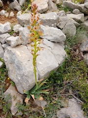 Eremurus spectabilis