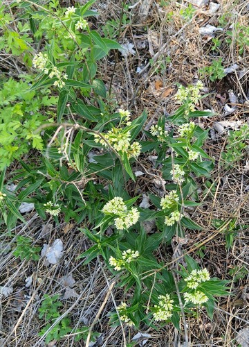 Swallow-wort