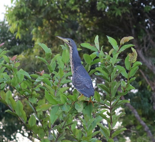 iNaturalist image