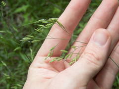 Festuca versuta