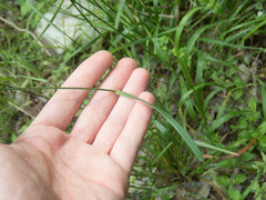 Festuca versuta