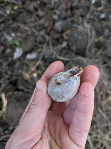 Maryborough Dark Snail