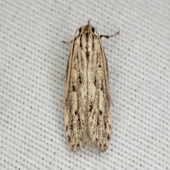 Spinitibia hodgesi