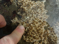 Dodecaceria concharum