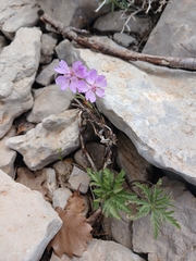 Geranium tuberosum