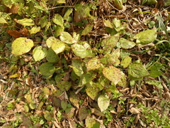 Phyllosticta epimedii