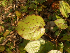 Phyllosticta epimedii