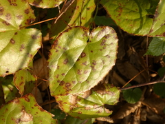 Phyllosticta epimedii