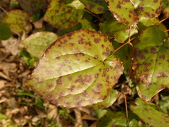 Phyllosticta epimedii