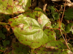 Phyllosticta epimedii