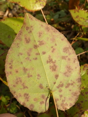 Phyllosticta epimedii